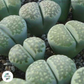 Lithops salicola C351A ‘Malachite’ / Living stones / 40 seeds